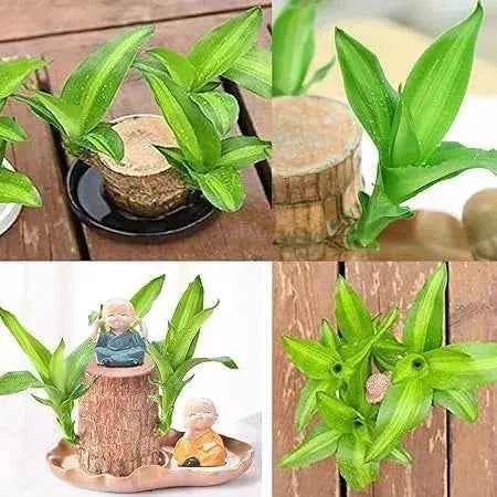 Original Brazil Wood Potted Plant for Home Decor 3038-brazil-wood-potted-plant-nature-prosperity Fruit & Fruit Trees