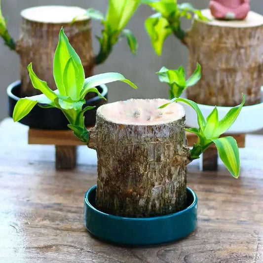 Good Luck Brazil Wood Potted Plant (Green & Brown)