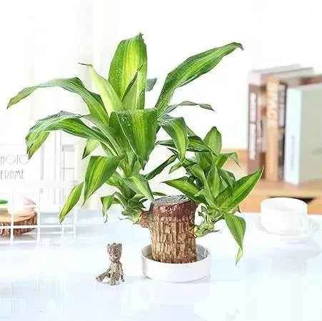 Original Brazil Wood Potted Plant for Home Decor 1726050498610-718t48KpZwL-AC-SY450 Fruit & Fruit Trees