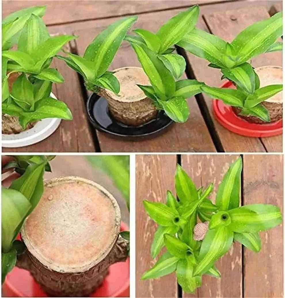 Original Brazil Wood Potted Plant for Home Decor 3038-brazil-wood-potted-plant-indoor-prosperity Fruit & Fruit Trees