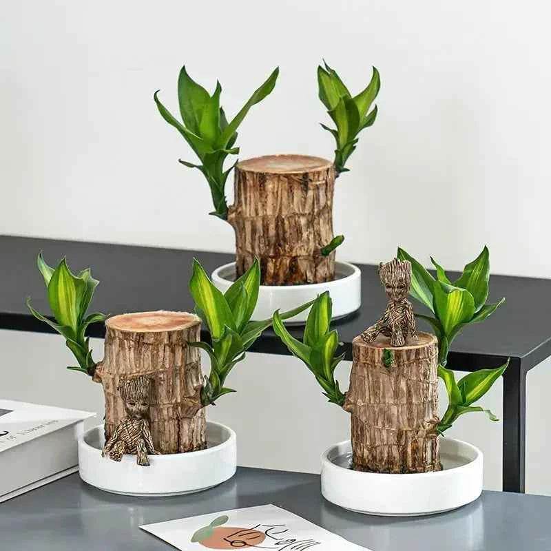 Original Brazil Wood Potted Plant for Home Decor 3038-brazil-wood-potted-plant-indoor-prosperity Fruit & Fruit Trees