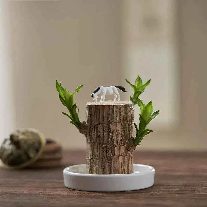 Original Brazil Wood Potted Plant for Home Decor 3038-brazil-wood-potted-plant-nature-prosperity-indoor Fruit & Fruit Trees